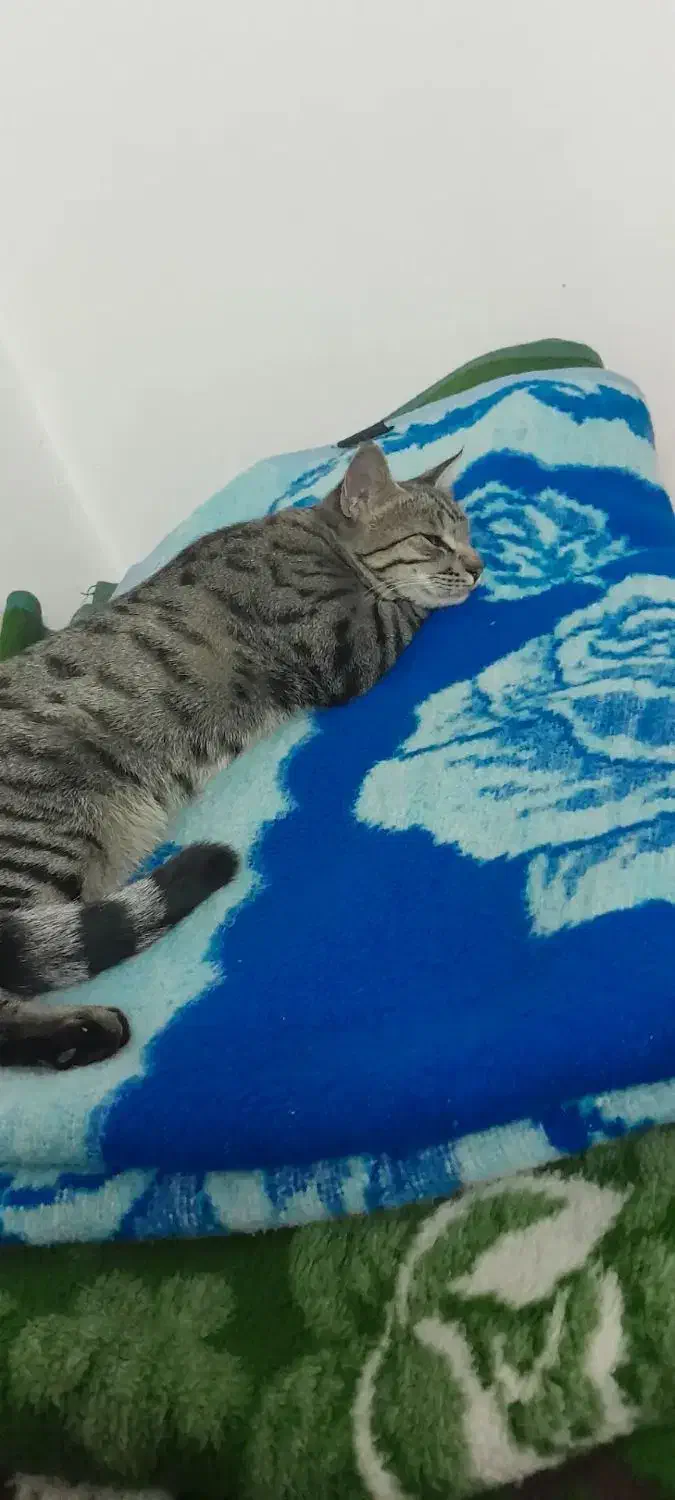 گربه خانگی|گربه|قم, شاه ابراهیم|دیوار