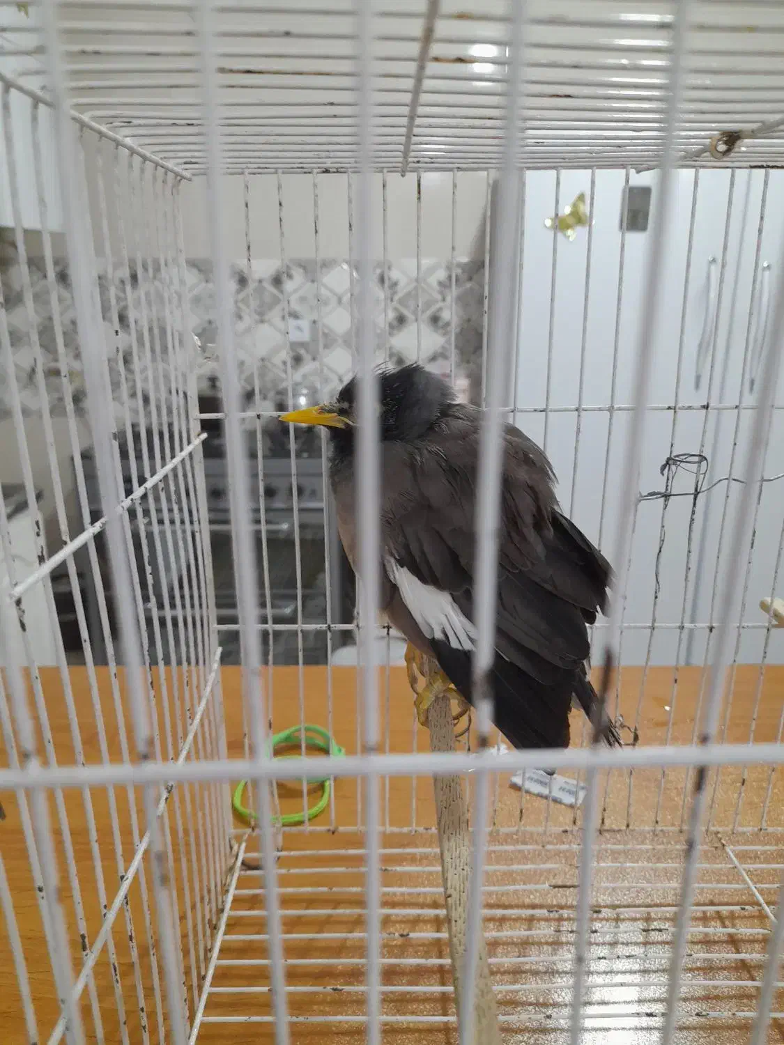 سلام جوجه مینا ۸ماهه بازیگوش|پرنده|تربت جام, مسکن مهر|دیوار