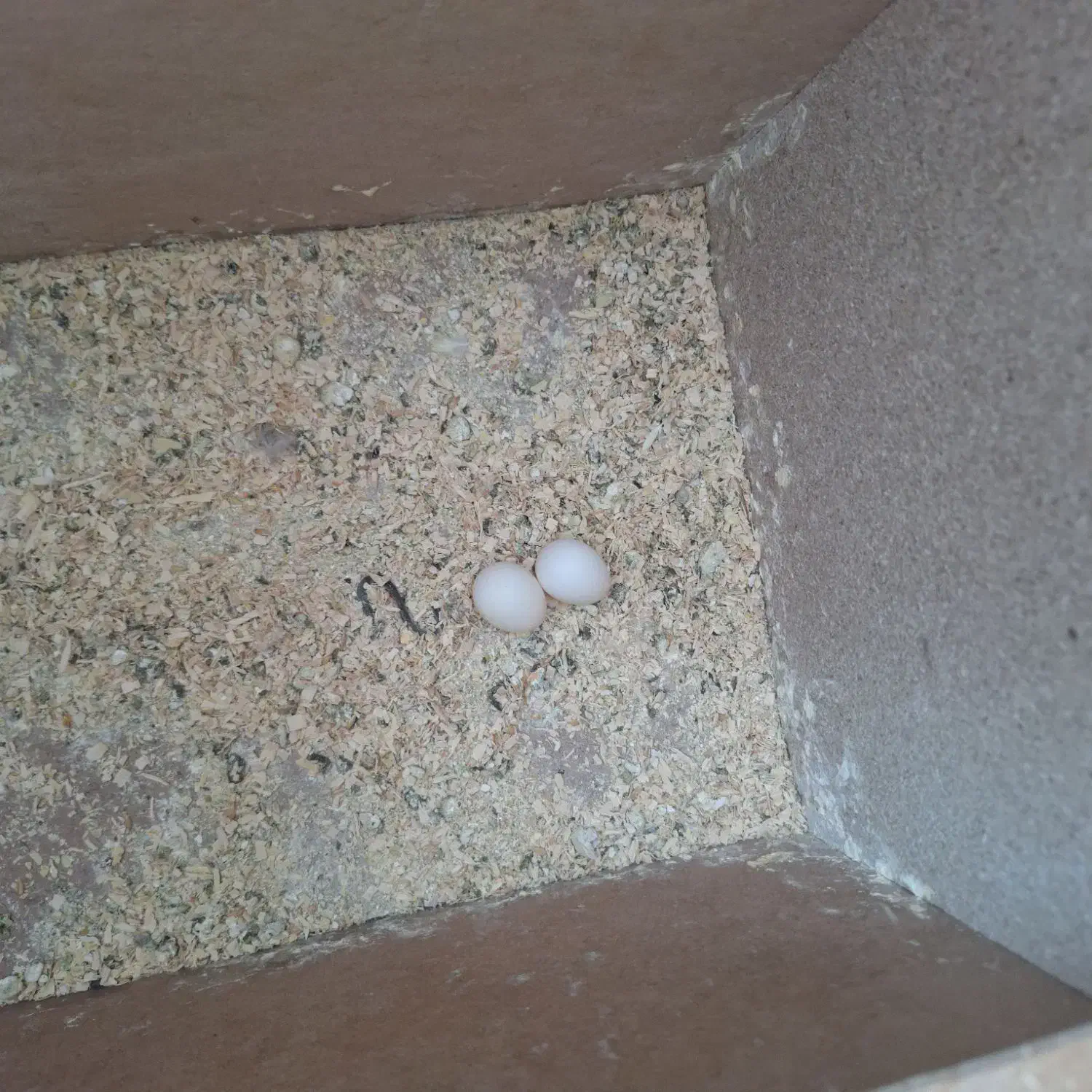 عروس هلندی|پرنده|مهریز, |دیوار