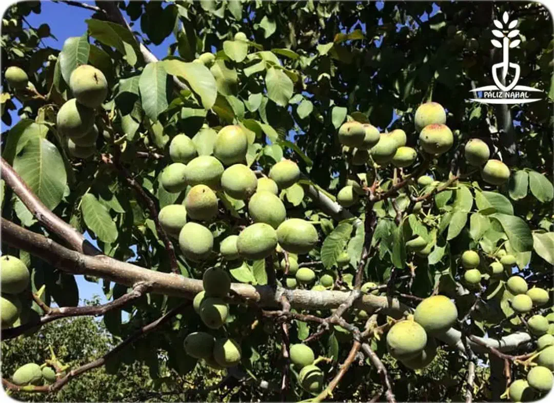 نهالستان گردو و بادام دیرگل و پربار پالیز|خدمات باغبانی و درختکاری|هریس, |دیوار