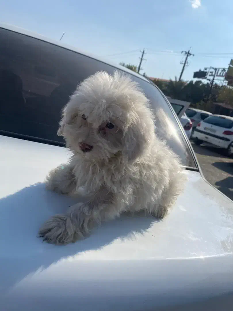 سگ شیتزو مالتیز|سگ|شیراز, قصرالدشت|دیوار