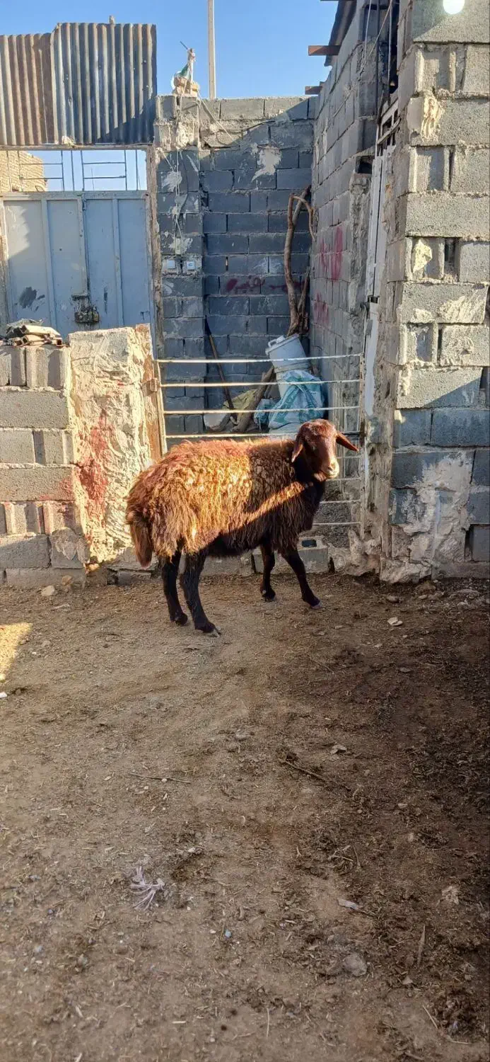 یک راس کاور افشاری|حیوانات مزرعه|تربت جام, کاریز نو سفلی|دیوار