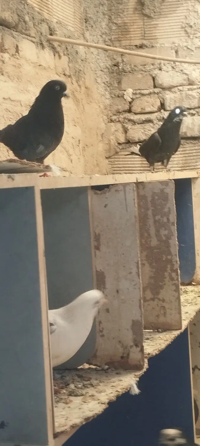 کفتر|پرنده|اصفهان, کساره|دیوار