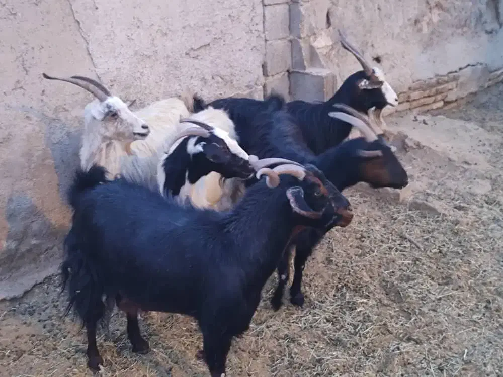 بز جوان ودرشت|حیوانات مزرعه|تهران, افسریه جنوبی|دیوار
