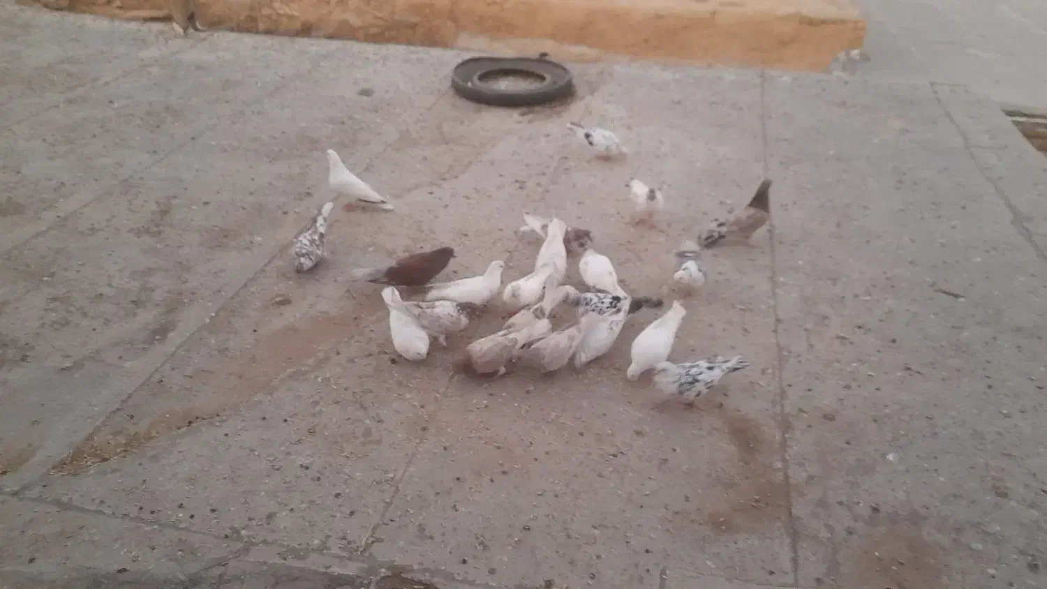 حدودآ۲۰عددکبوتر بفروش میرسد|پرنده|کوراییم, |دیوار