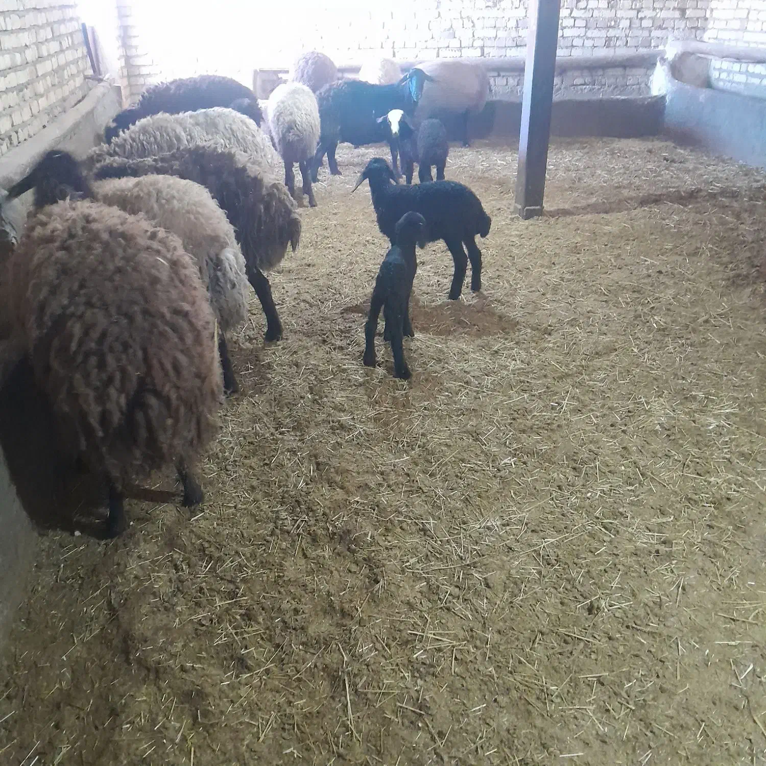 گوسفند|حیوانات مزرعه|بزینه رود, |دیوار