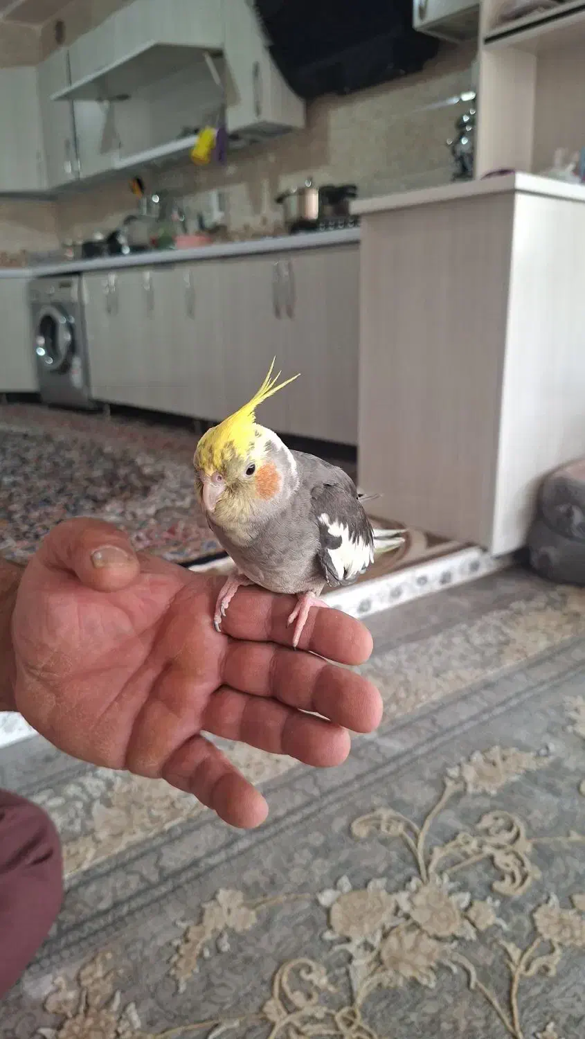 عروس هلندی|پرنده|پاوه, |دیوار