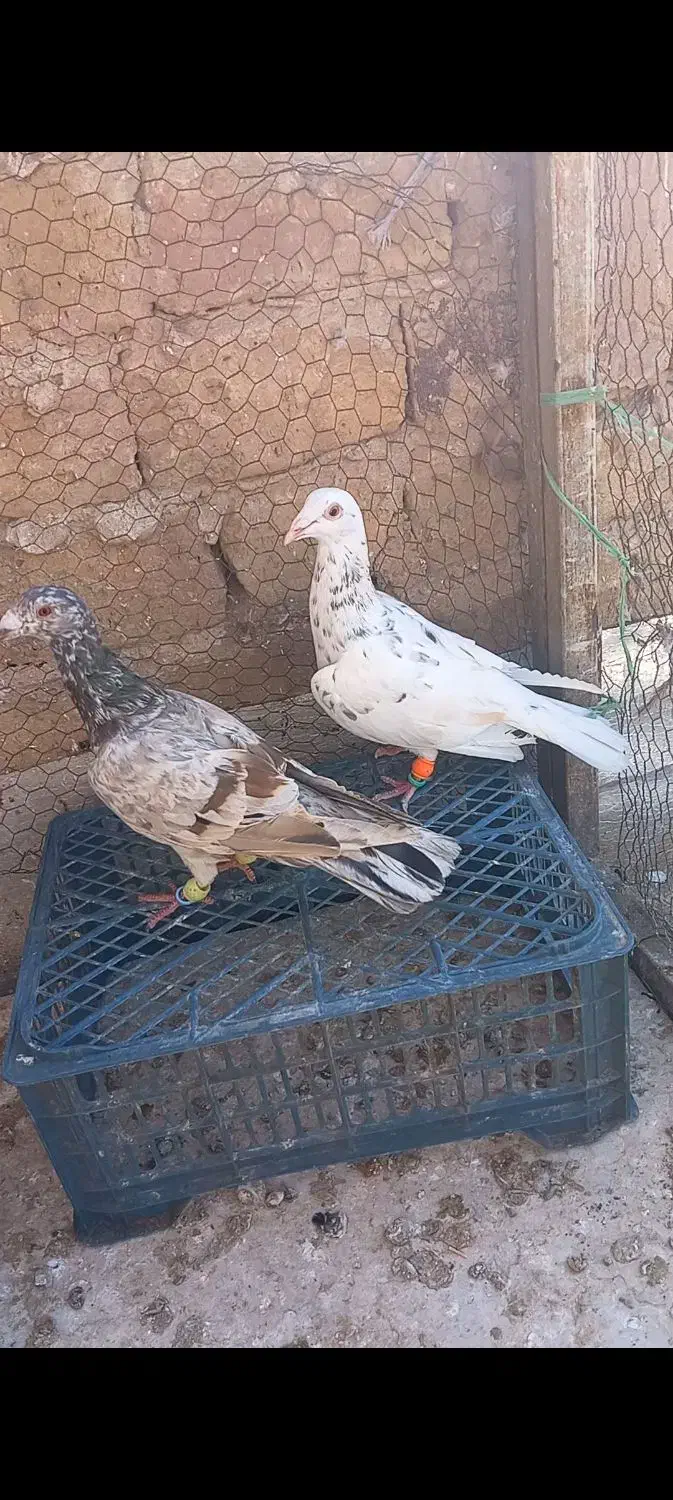 کارخونه هفرنگ|پرنده|اقبالیه, |دیوار