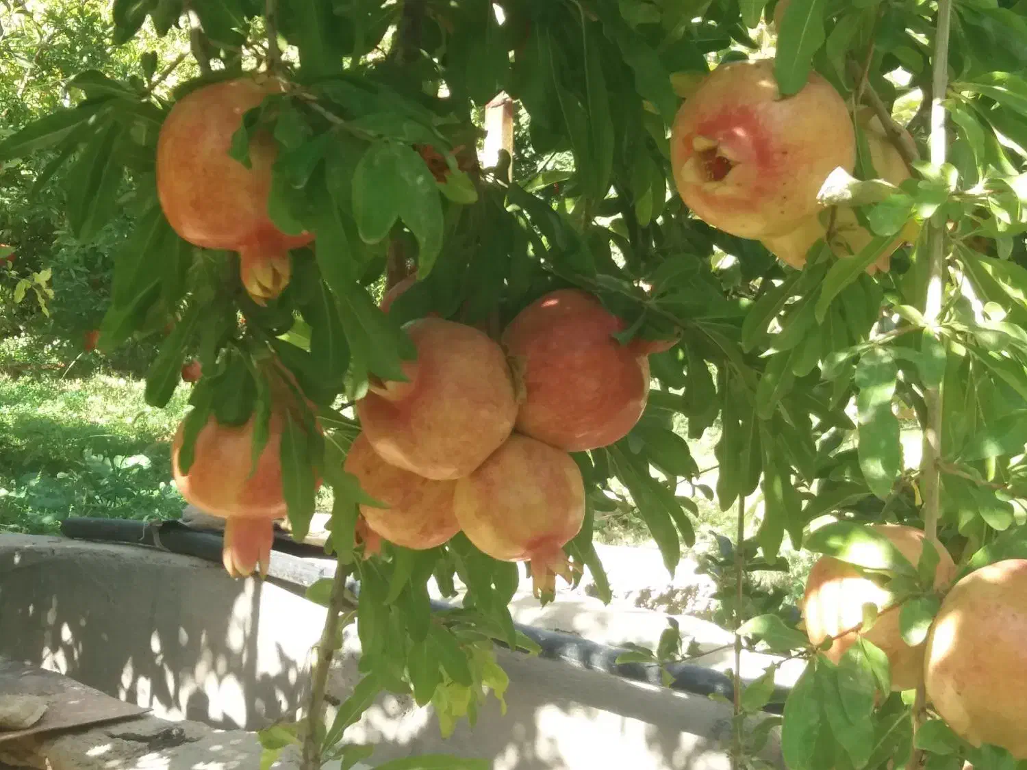 انار|خوردنی و آشامیدنی|مهدی شهر, |دیوار