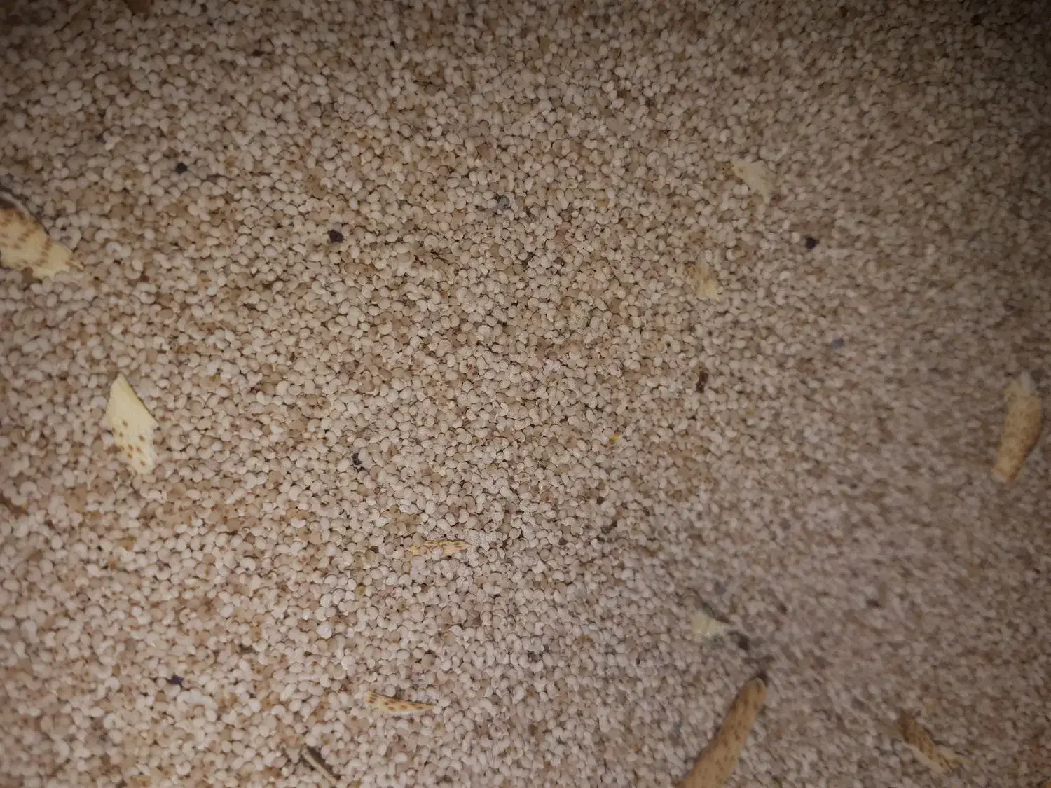 توم درجه یک قیمت 450|خدمات باغبانی و درختکاری|نورآباد, |دیوار