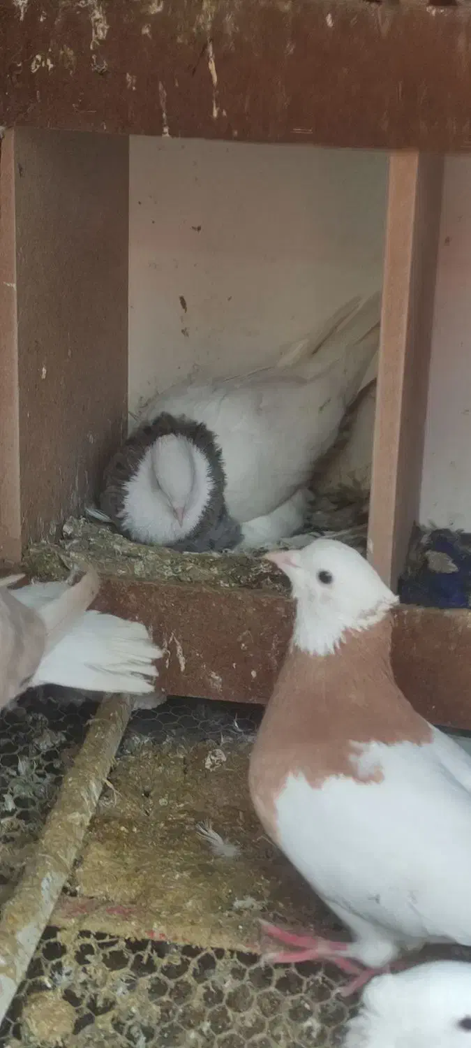 تعدادی پرنده درجه یک|پرنده|سیرجان, |دیوار