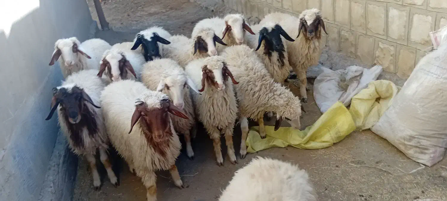 بره فروش|حیوانات مزرعه|گچی, |دیوار