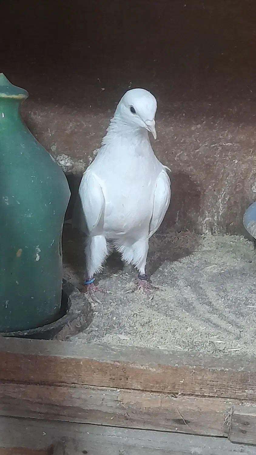 کفتر های پرواز سنگین|پرنده|رشت, آتشگاه|دیوار