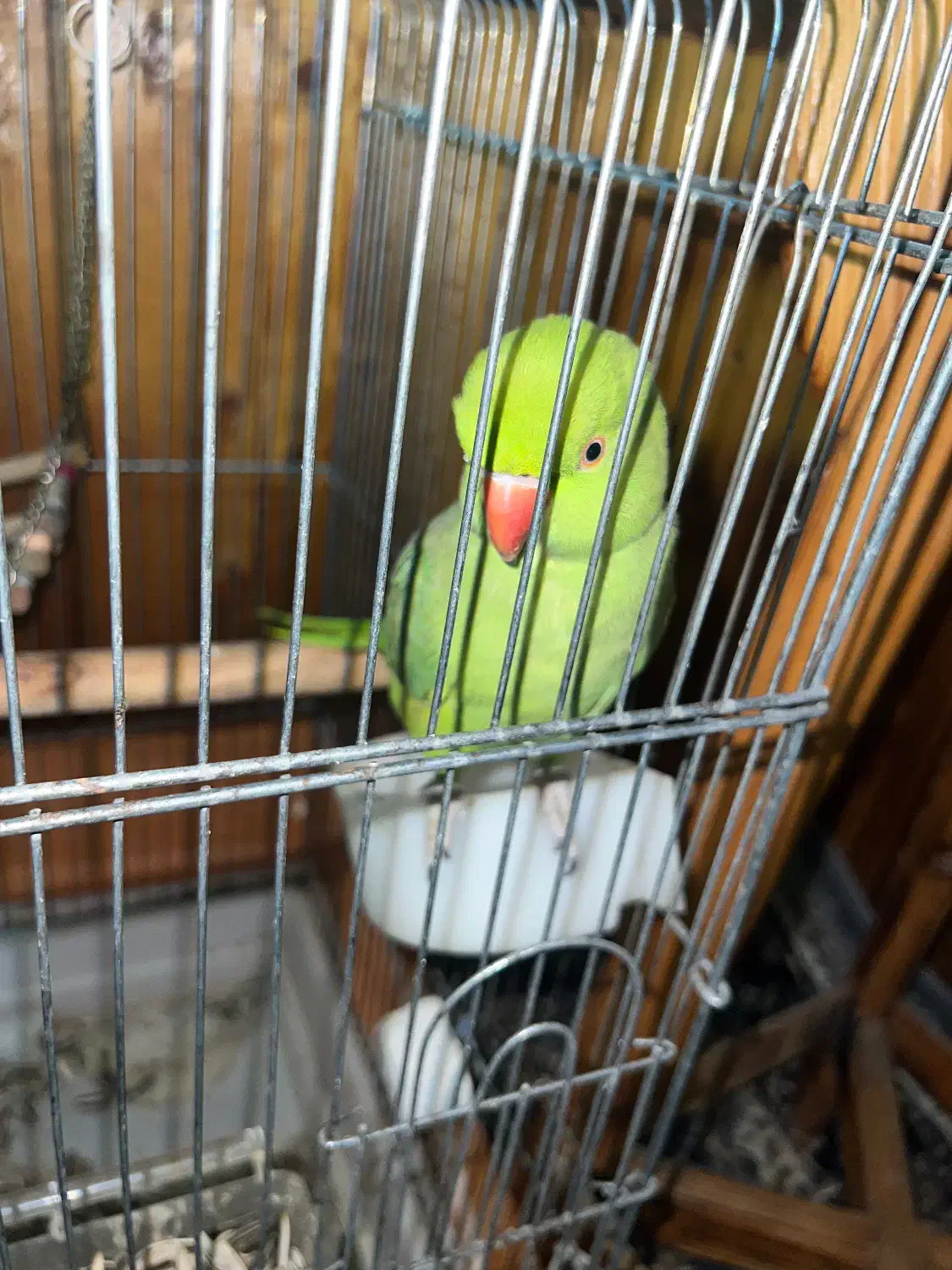 ملنگو ماده + قفس|پرنده|رویان, |دیوار