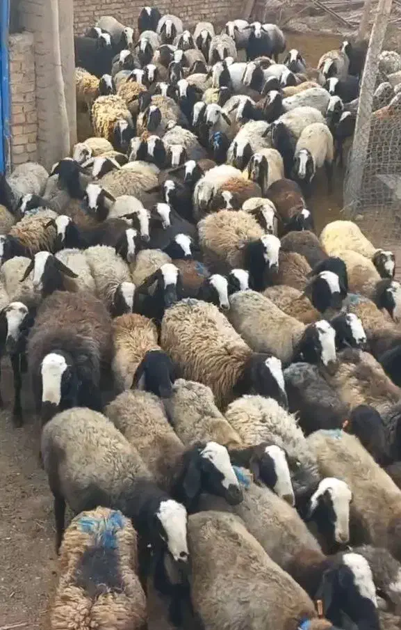 گوسفند شال|حیوانات مزرعه|اصفهان, مسجد مصلی|دیوار