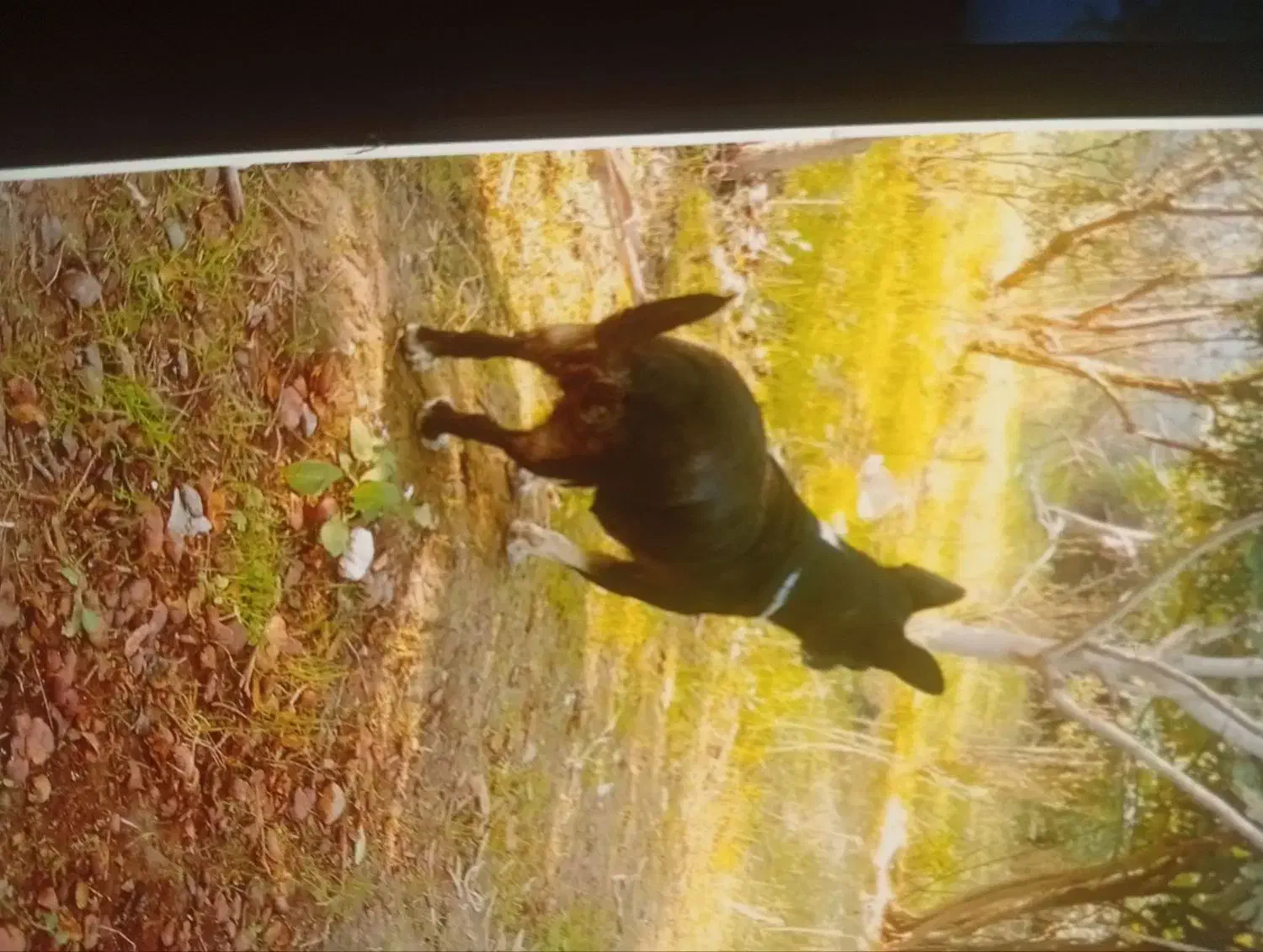 سگ پاکوتاه گمشده|حیوانات|گالیکش, |دیوار