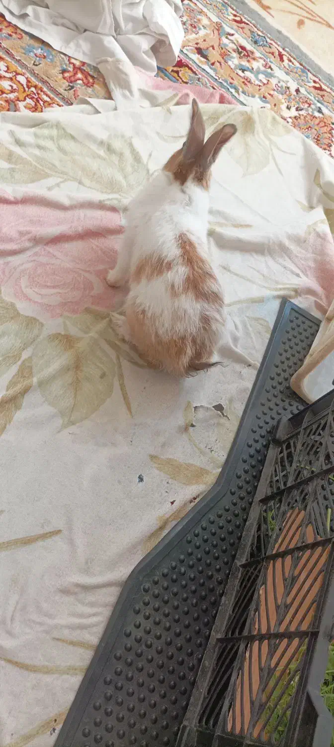 خرگوش ماده|موش و خرگوش|مریوان, |دیوار