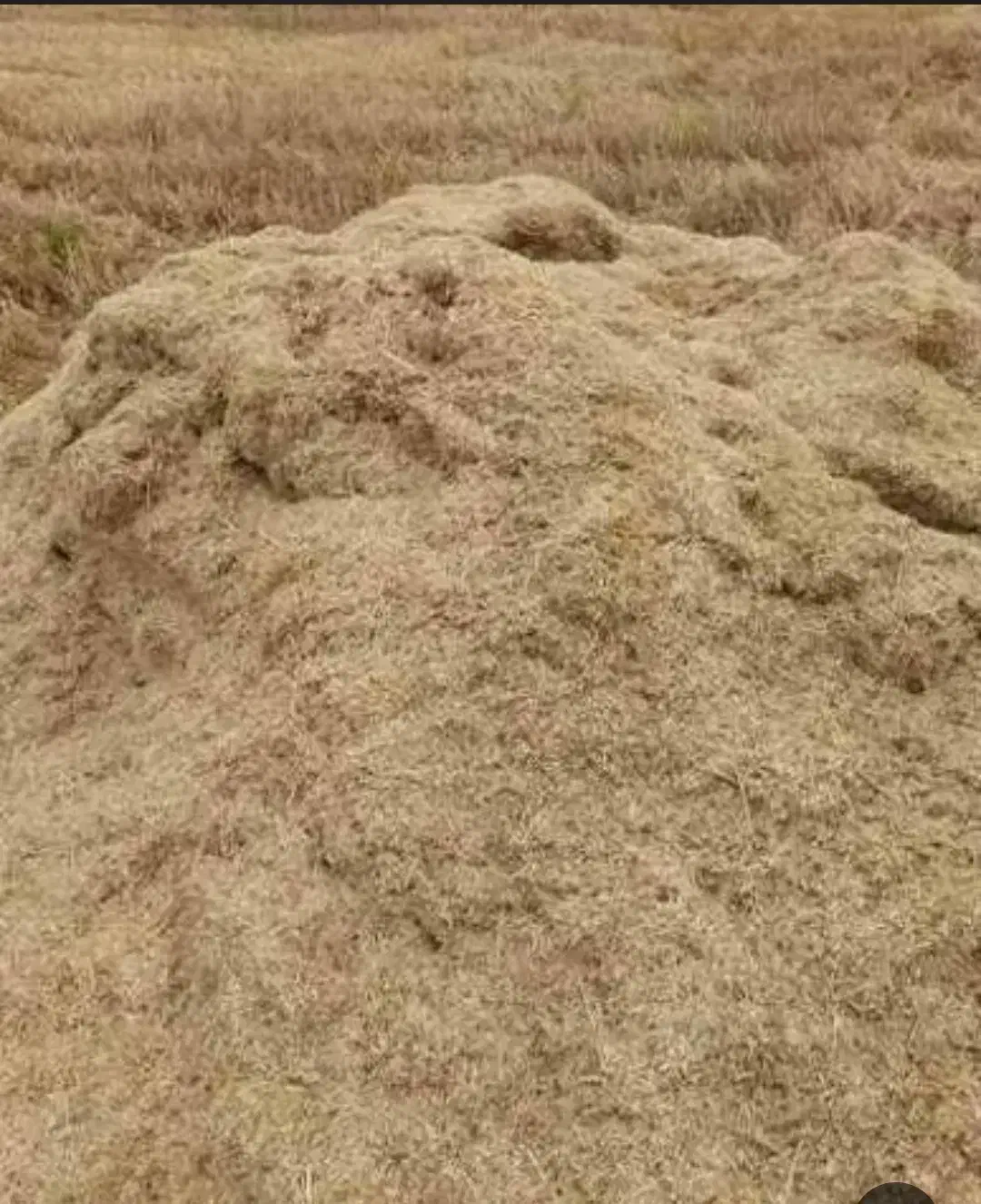 کاه|عمده‌فروشی|قره پشتلو, |دیوار