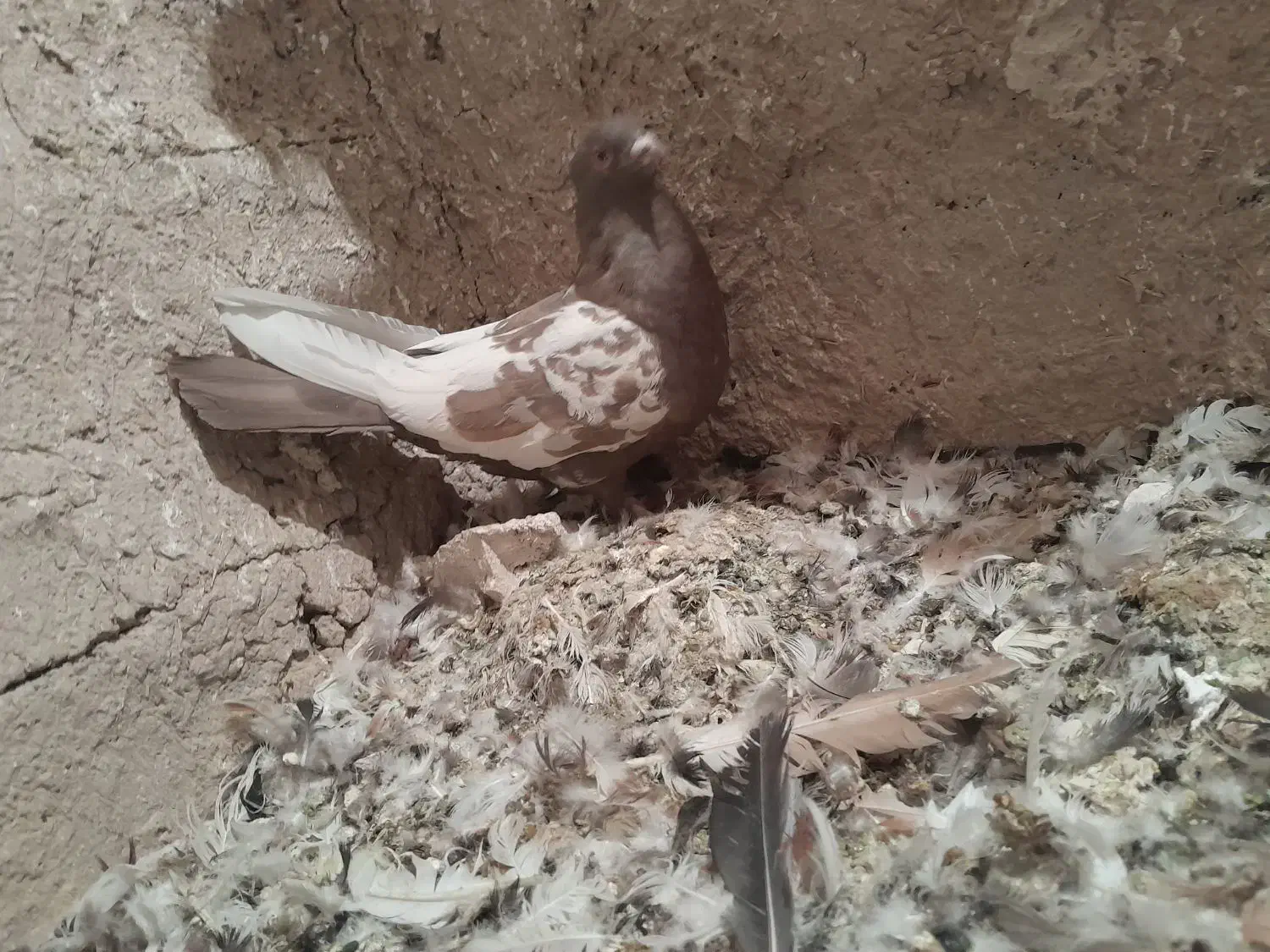 کبوتر سینه قهوه ای نر|پرنده|شیراز, کاراندیش|دیوار