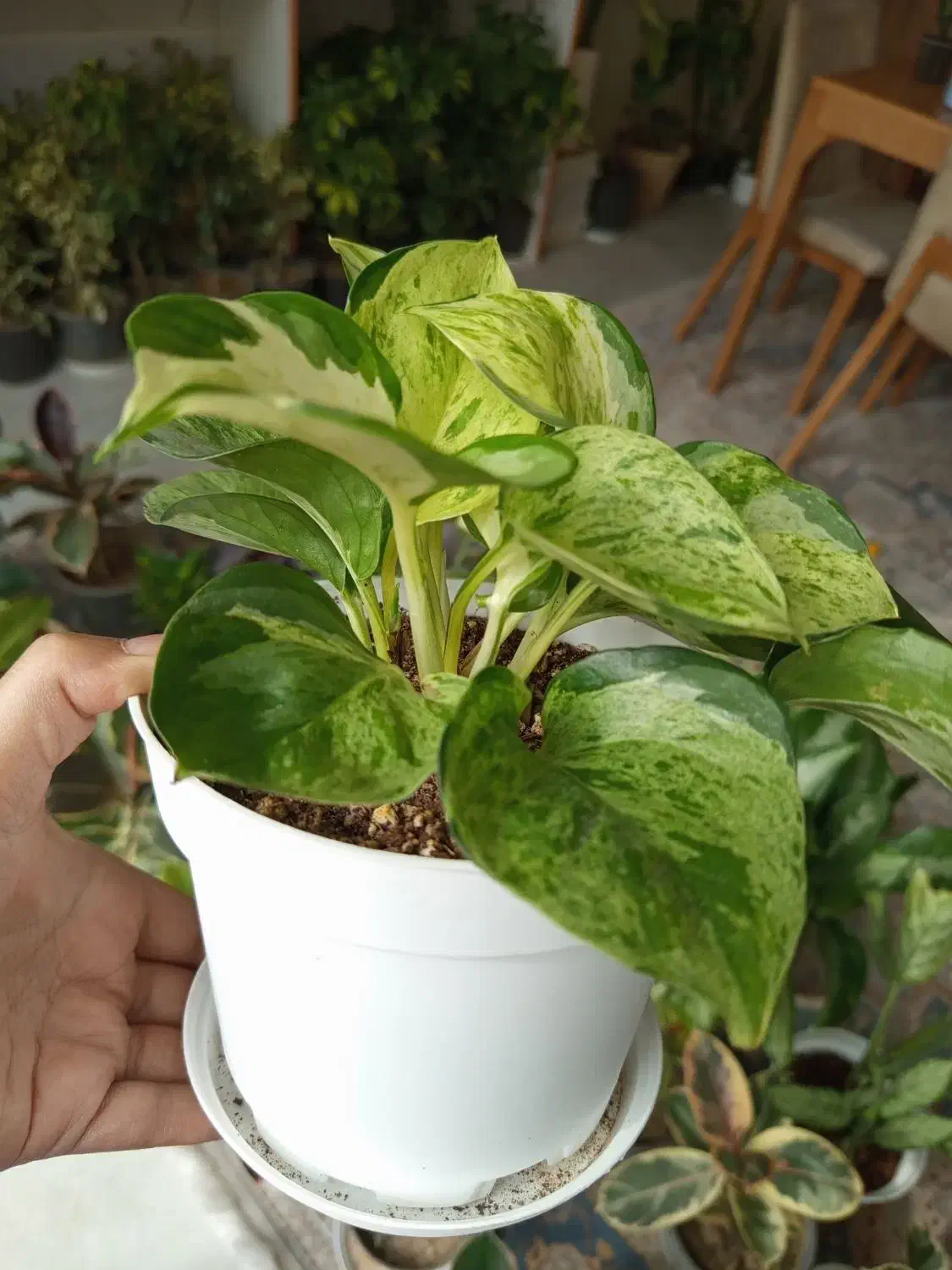 گیاه پتوس منجولا و زعفرانی|گل و گیاه طبیعی|شاهینشهر, شهرک هشت بهشت|دیوار