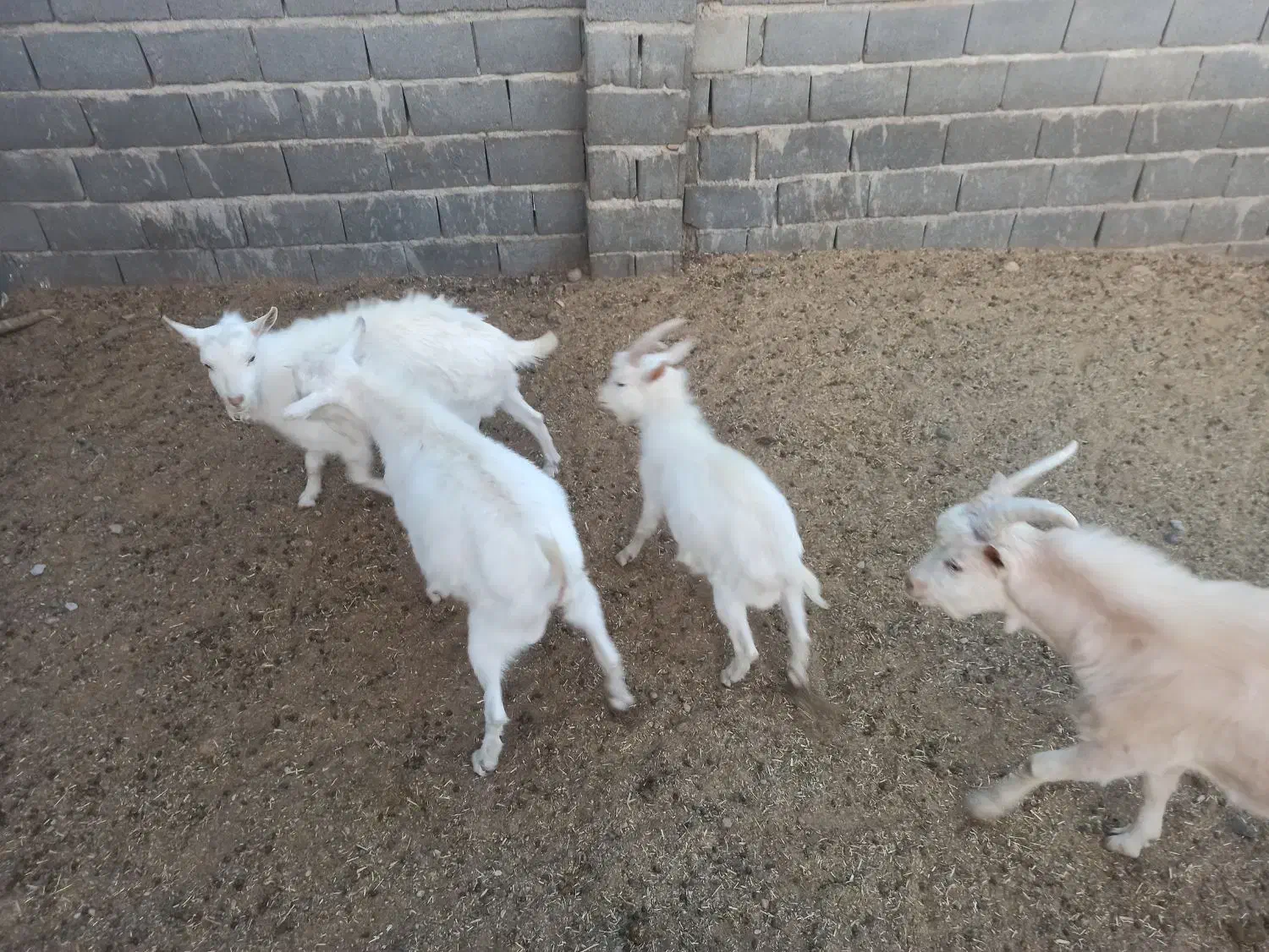 چبش سانن اصل وارادتی|حیوانات مزرعه|مشهد مرغاب, |دیوار