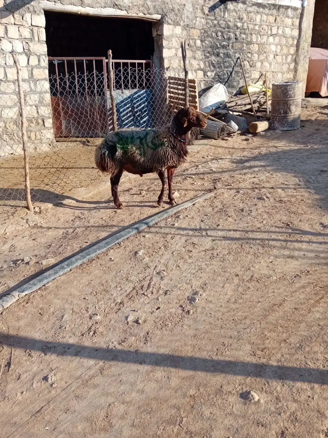 شیشک قوچ مهربانی|حیوانات مزرعه|کوهدشت, |دیوار