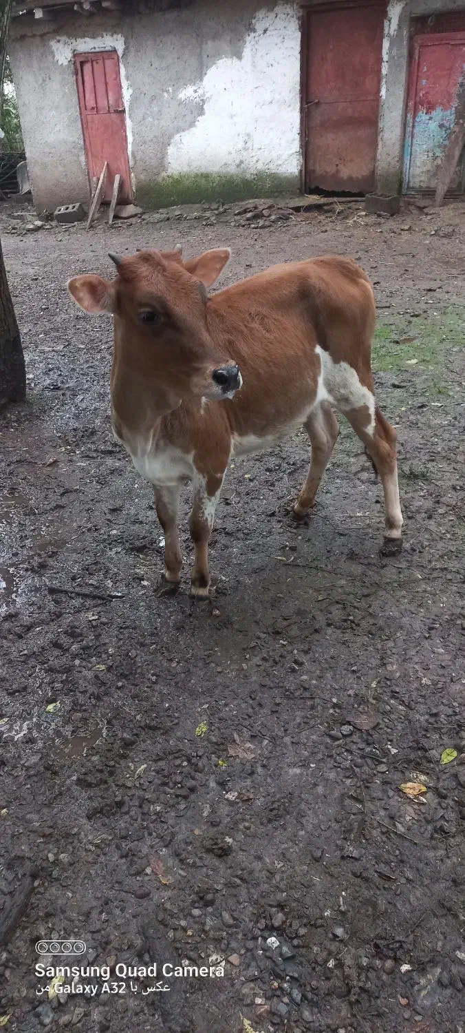 لیشه یکساله بفروش میرسد|حیوانات مزرعه|سنگر, |دیوار