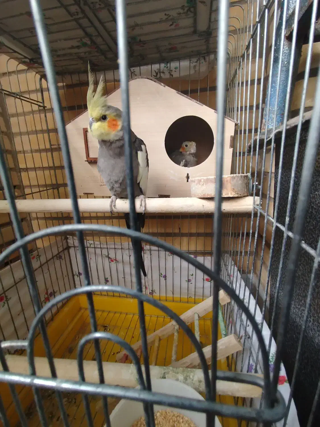 یک جفت عروس هلندی|پرنده|قم, پردیسان|دیوار