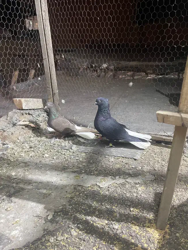 نرماده دمسفید|پرنده|کرمانشاه, |دیوار