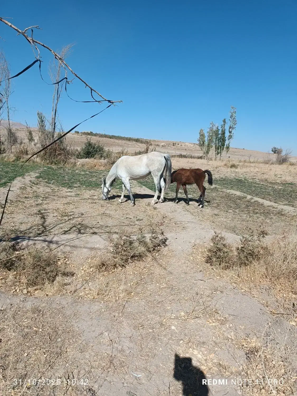 اسب مادیان کورشم مادیانه|اسب و تجهیزات اسبسواری|کبودرآهنگ, |دیوار