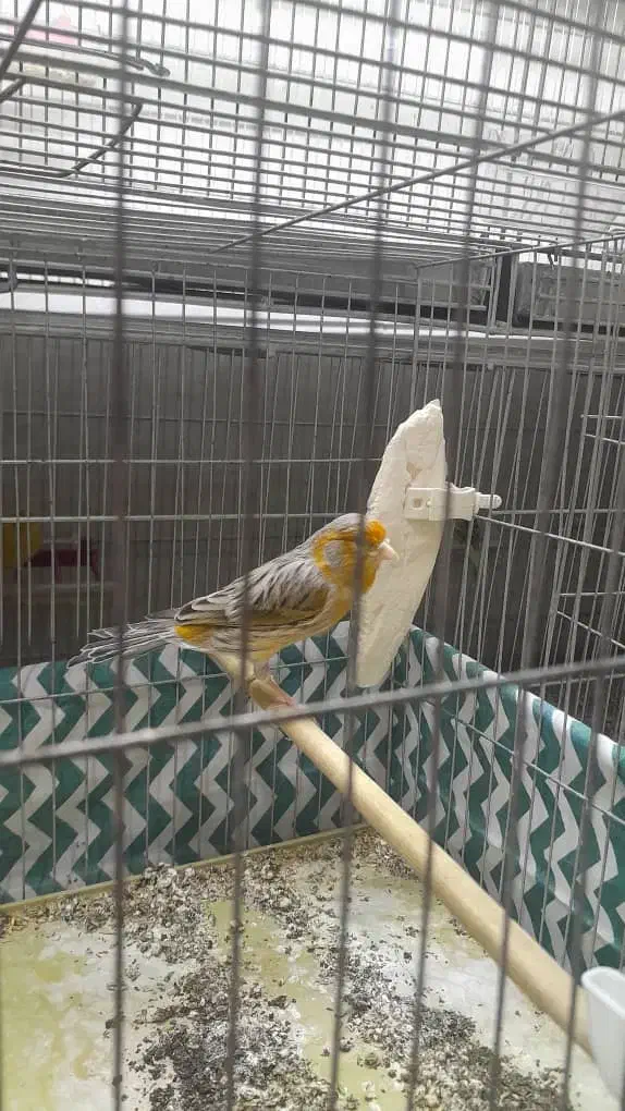 قناری نر قرص بخون|پرنده|اسلامشهر, شهرک مهدیه|دیوار