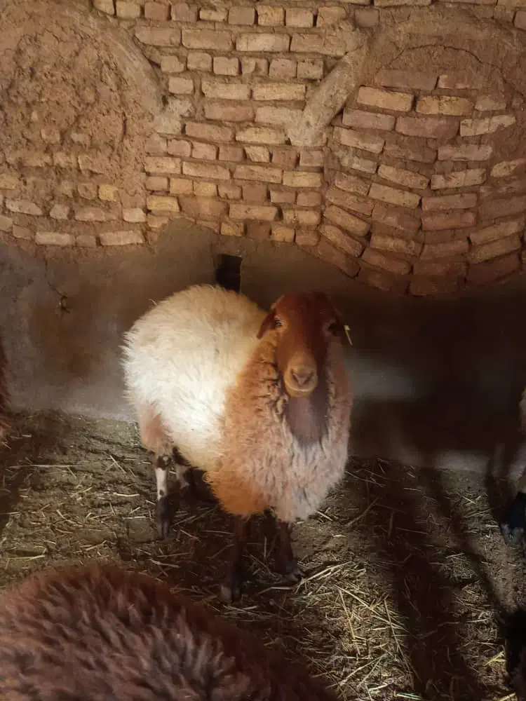 بره ماده چاق|حیوانات مزرعه|گلپایگان, |دیوار