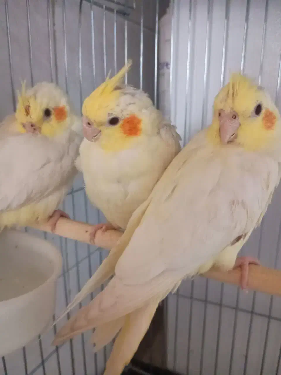 عروس|پرنده|قم, باغ شازده|دیوار