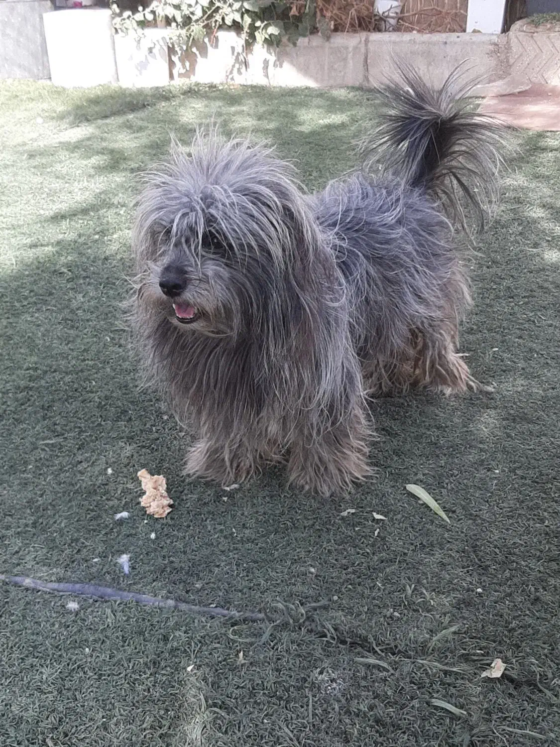 تِرییِر رنگ خاص|سگ|تهران, افسریه جنوبی|دیوار