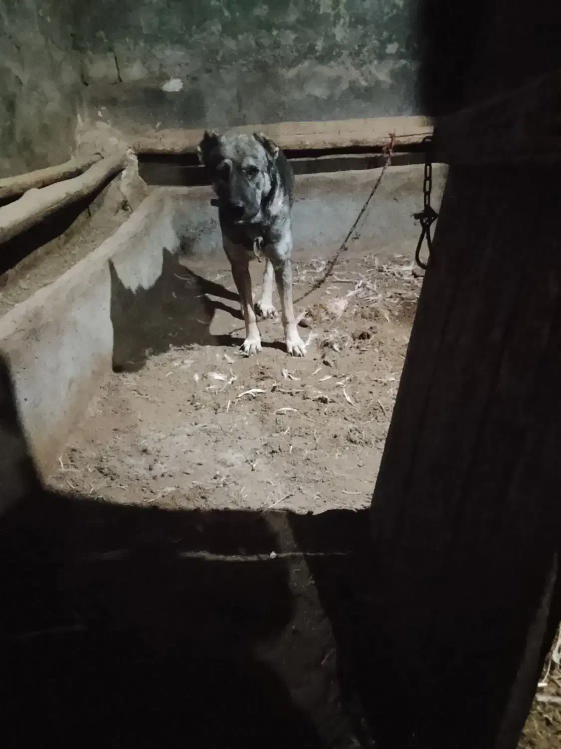 فروش|سگ|کشاورز, |دیوار