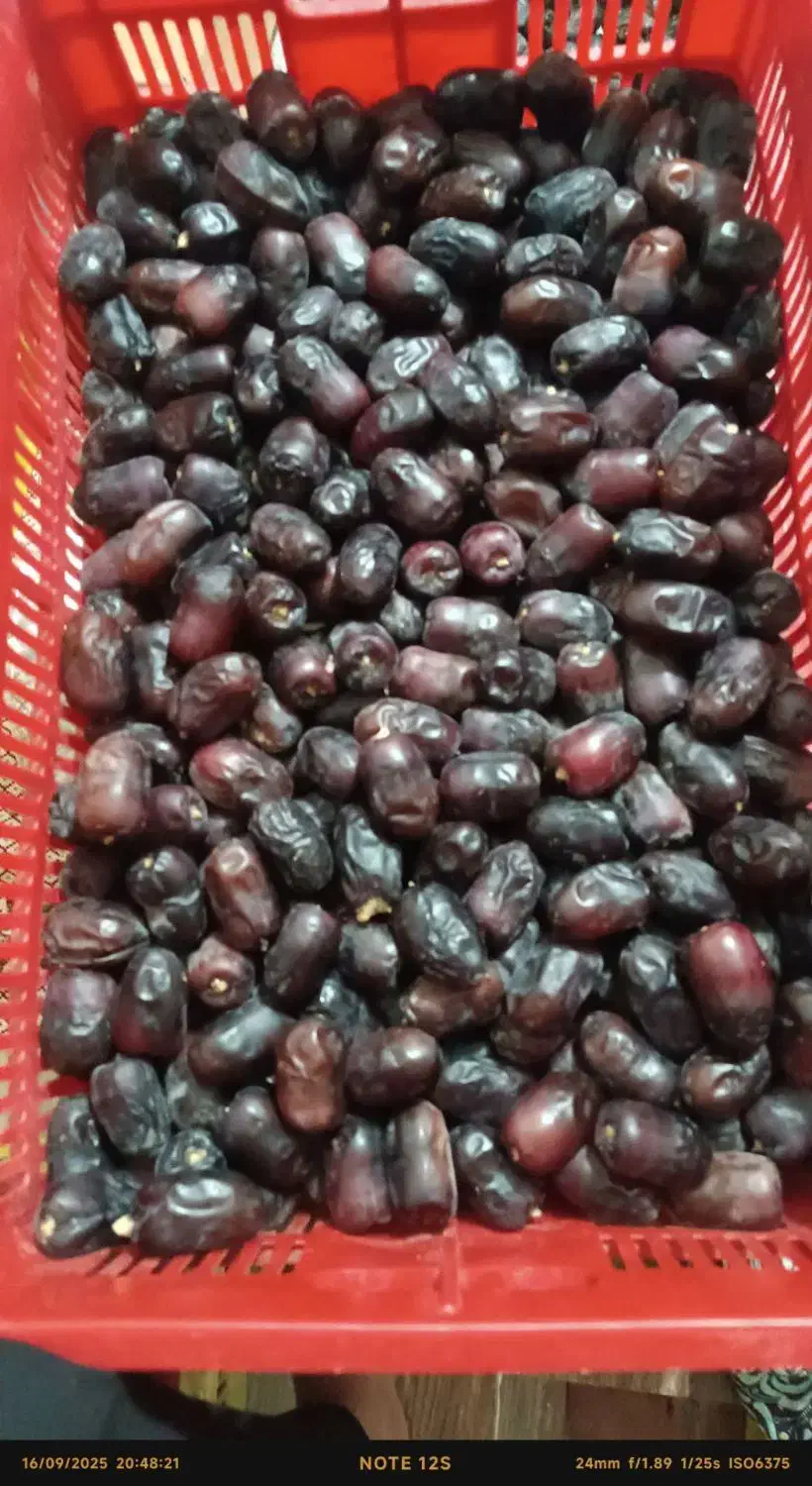 خرما فله یک|عمده‌فروشی|بم, |دیوار