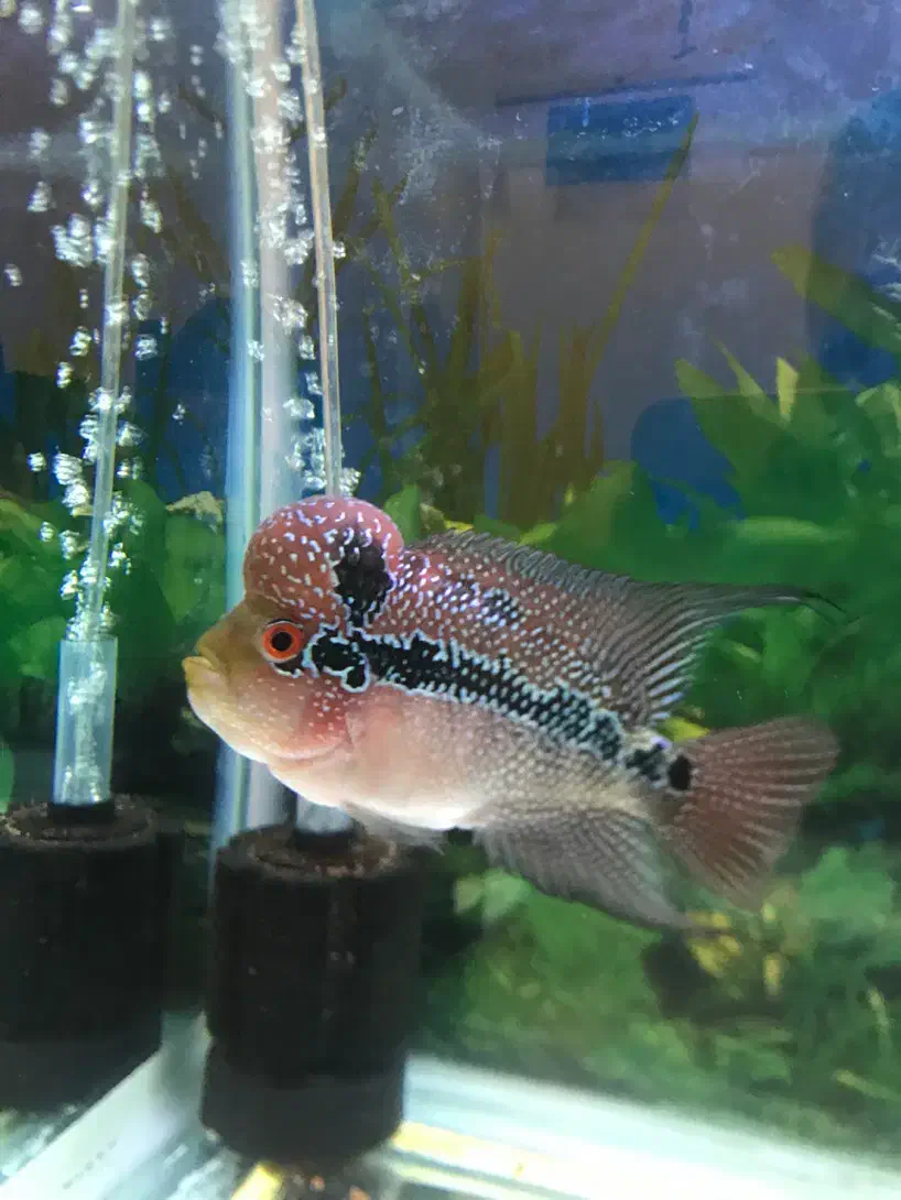 فلاور نر رد دراگون وارداتی|ماهی|تبریز, |دیوار