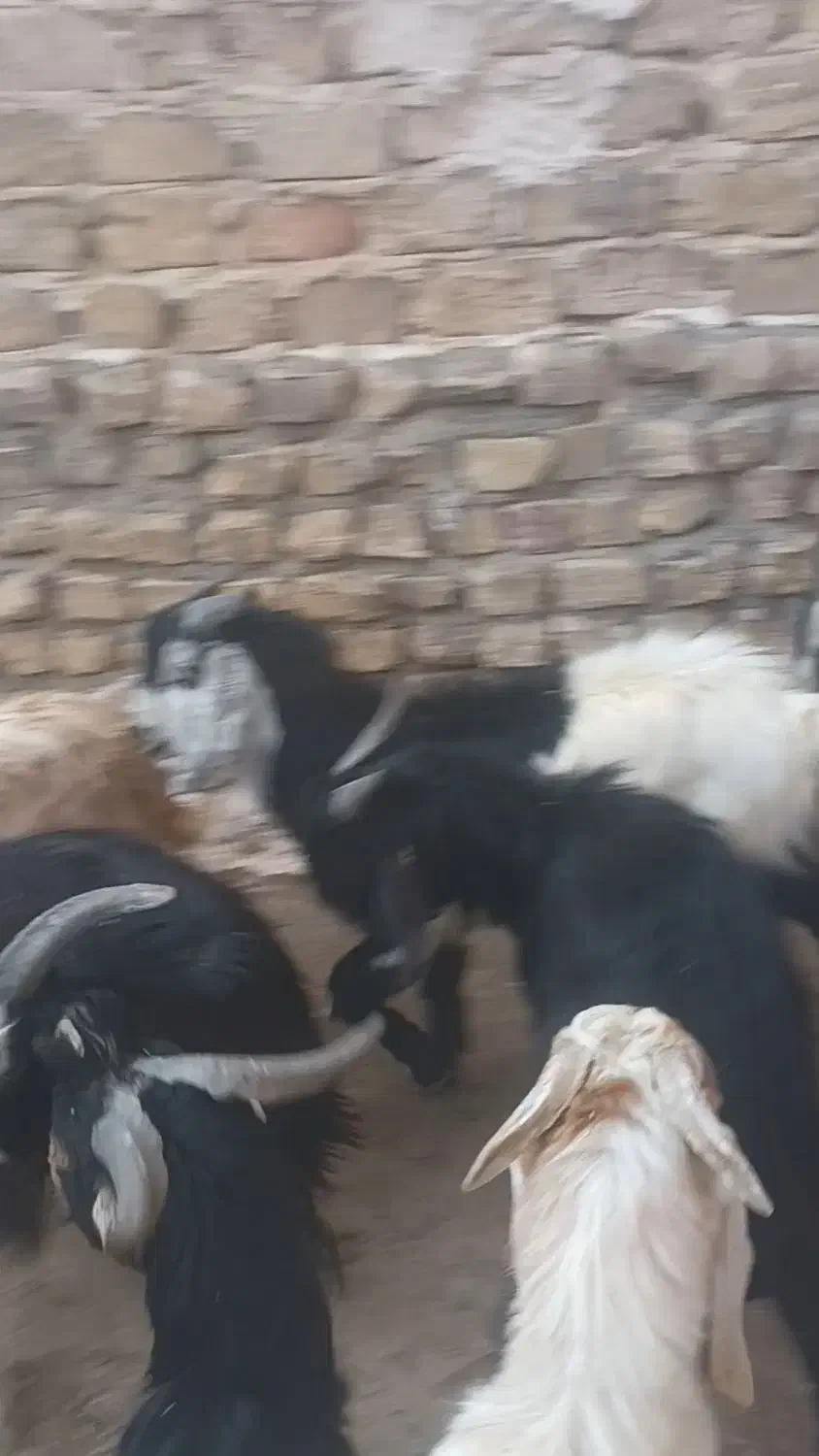 بزغاله نر|حیوانات مزرعه|قم, باجک یک|دیوار