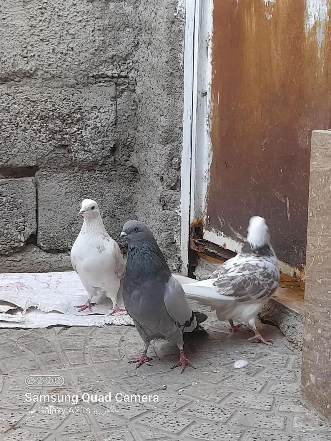 طوقی نر|پرنده|اردبیل, |دیوار