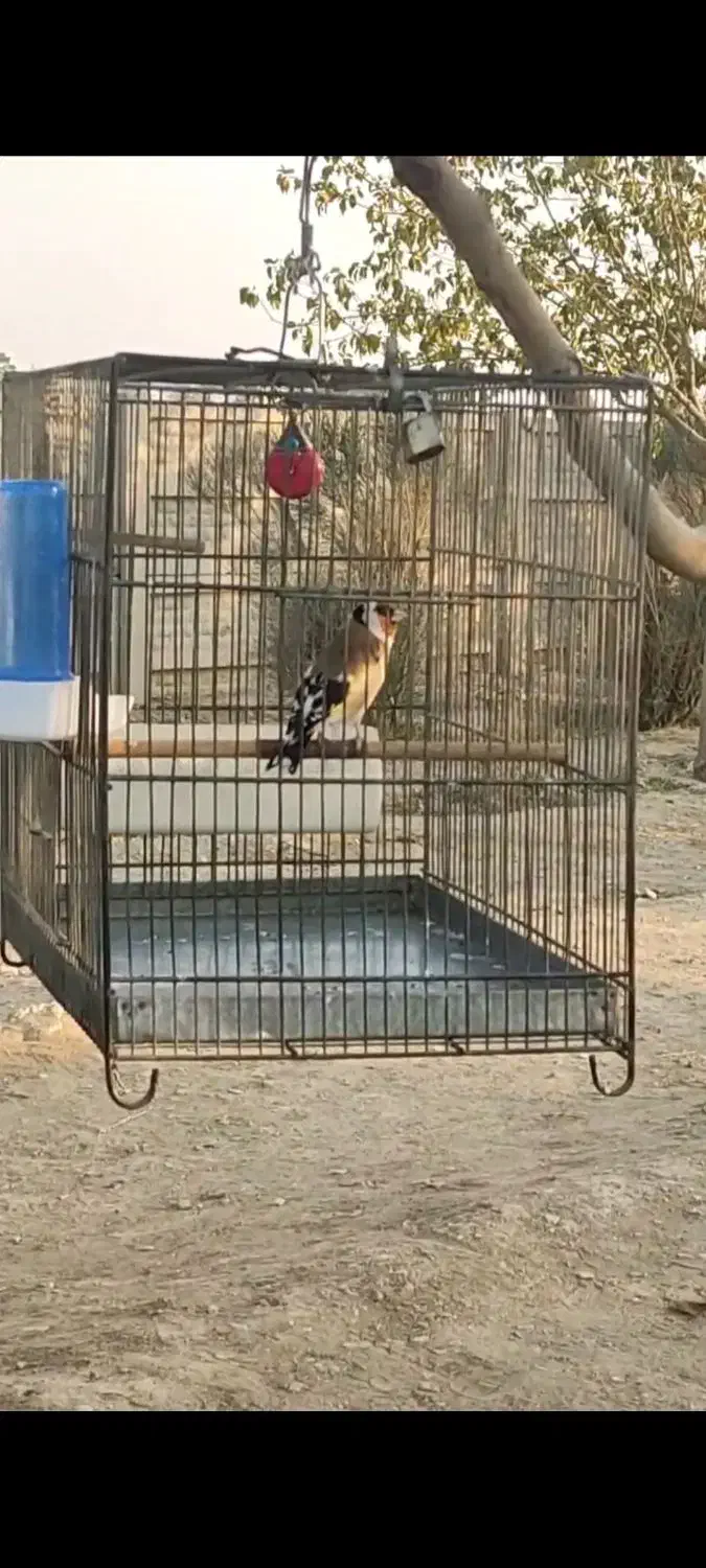 سهره تعداد|پرنده|تهران, مینای شمالی (مخبر)|دیوار