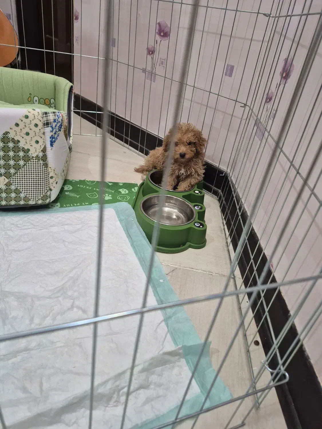 سگ پودل|سگ|اصفهان, شهرک زاینده رود|دیوار