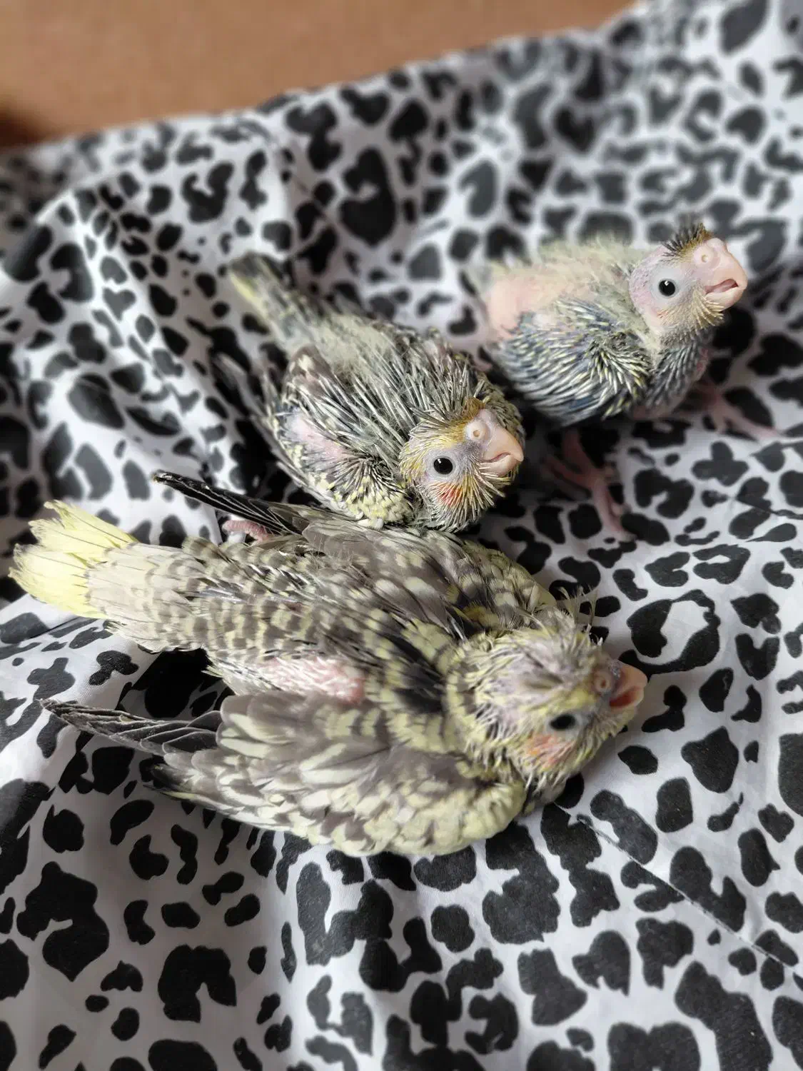 جوجه عروس|پرنده|رشت, شهرک قدس|دیوار