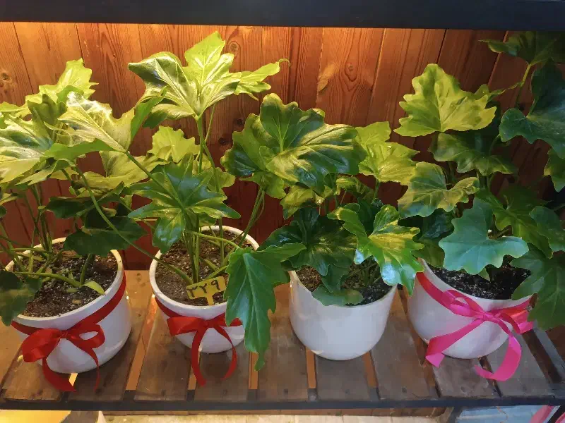 گل برگ انجیری|گل و گیاه طبیعی|کرج, گلشهر|دیوار