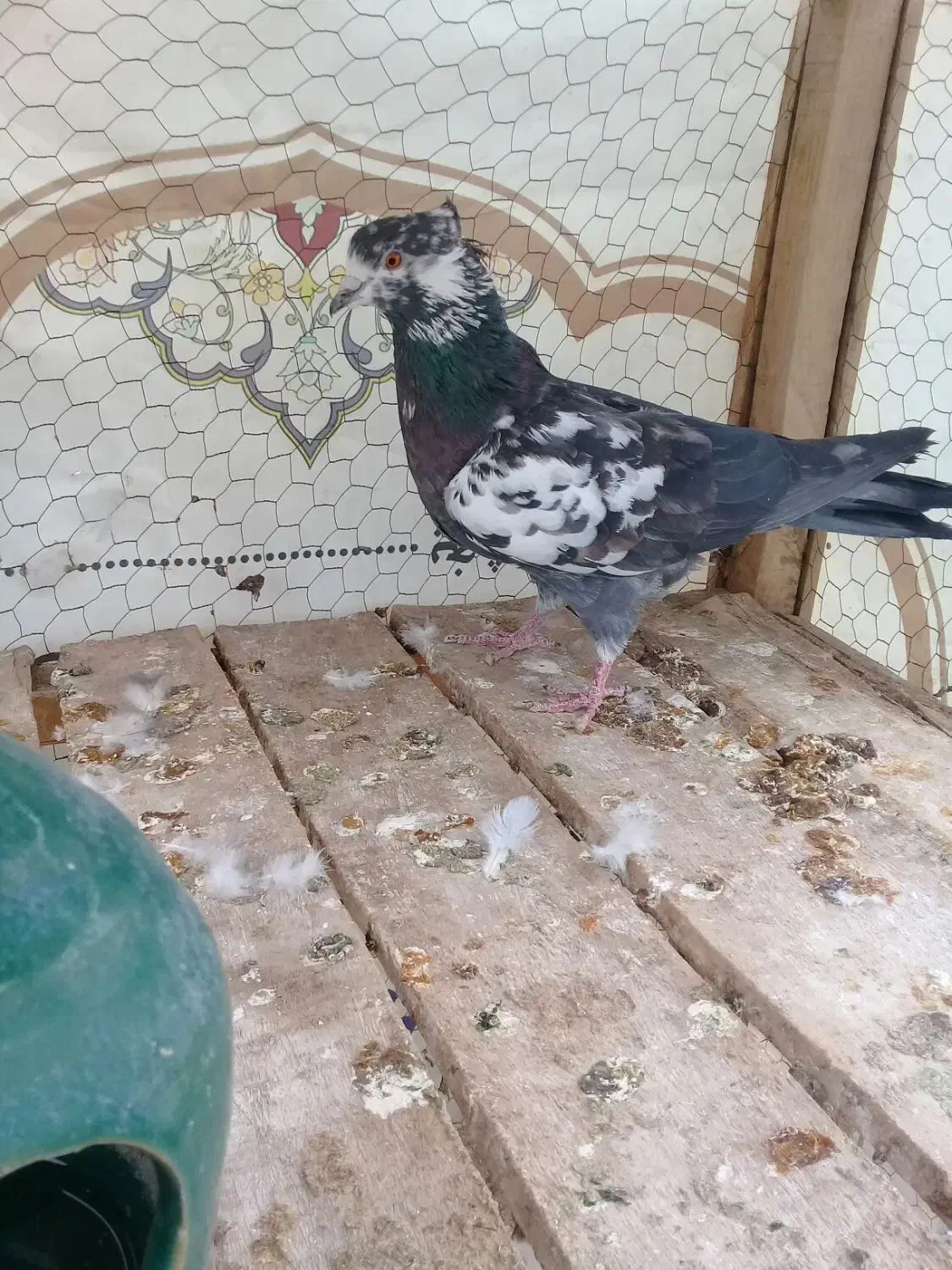 نر سوسکی|پرنده|کاشان, گارزگاه|دیوار