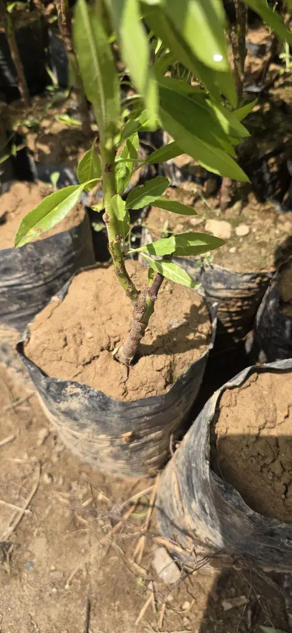 نهال گردو پربار و مقاوم مناسب مناطق سردسیرو معتدل|خدمات باغبانی و درختکاری|تبریز, |دیوار