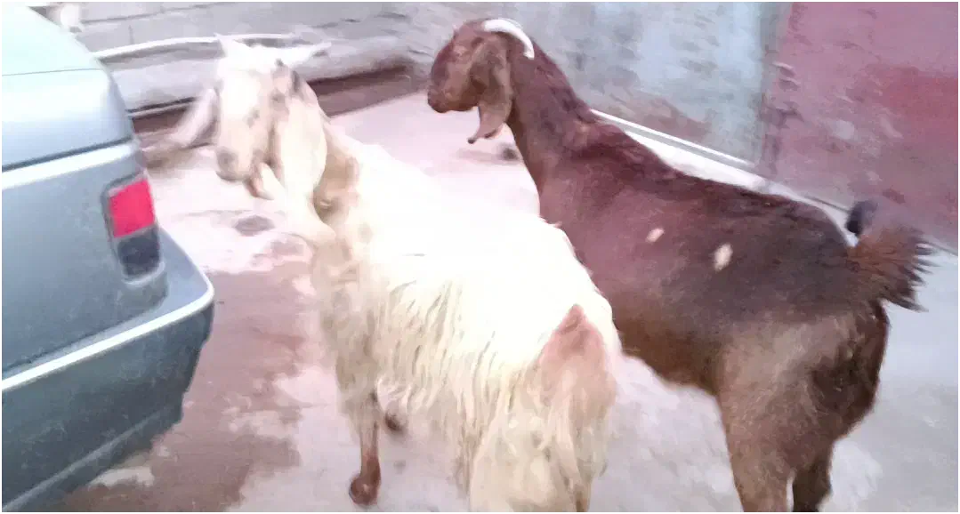 بزماده|حیوانات مزرعه|اسلامآباد غرب, |دیوار