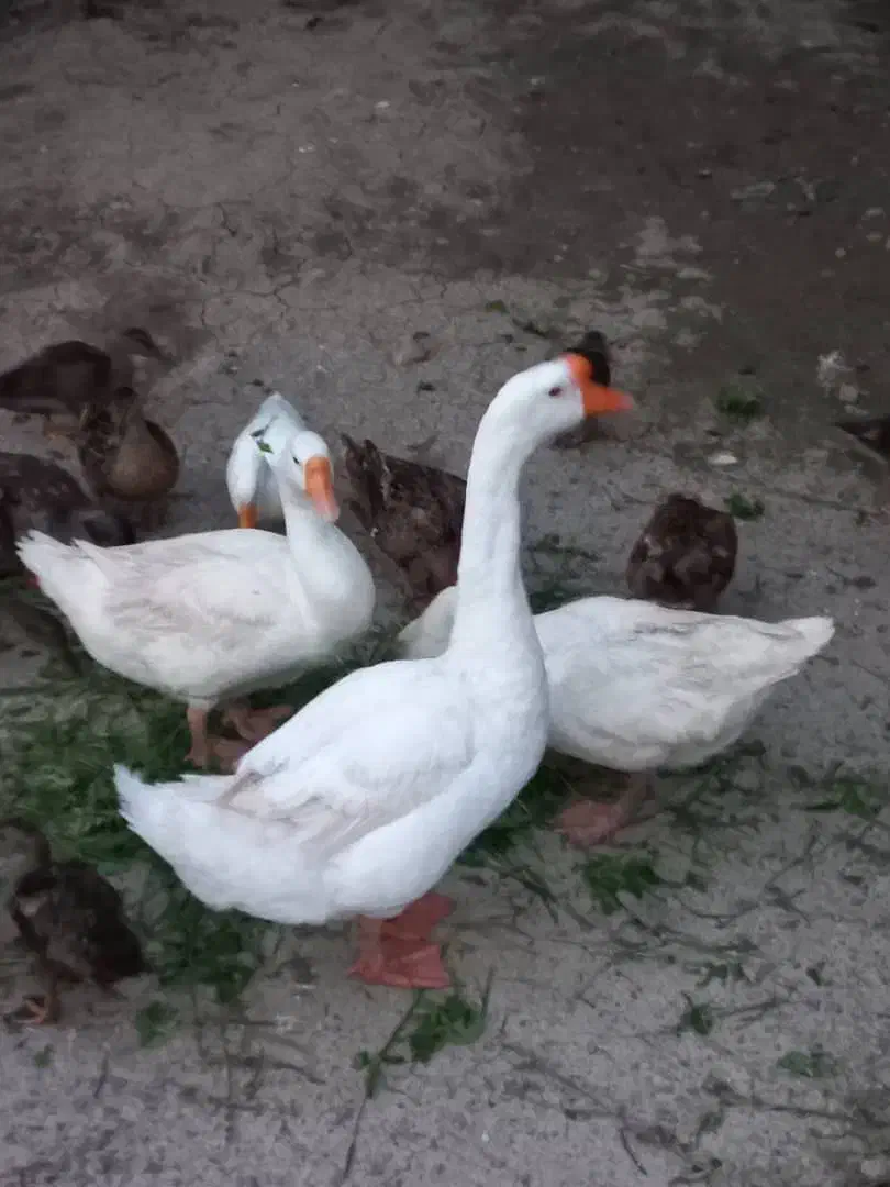 قوغاز|حیوانات مزرعه|شفت, |دیوار