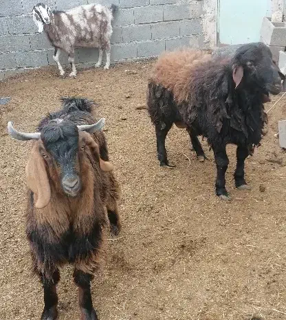 بره و بزغاله پرواری کشتار|حیوانات مزرعه|شاهرود, |دیوار