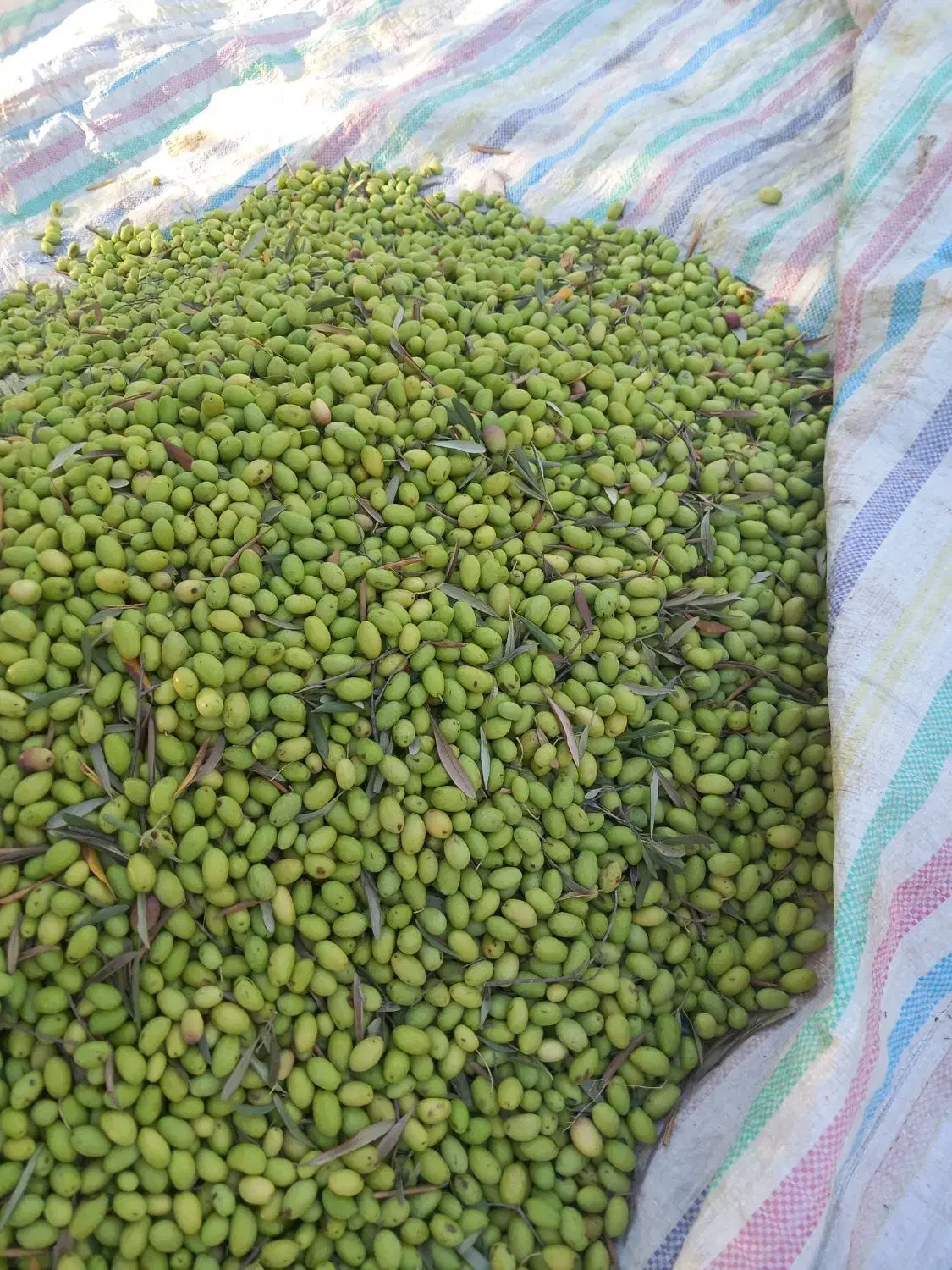 معاوضه زیتون شکسه با برنج|خوردنی و آشامیدنی|منجیل, |دیوار