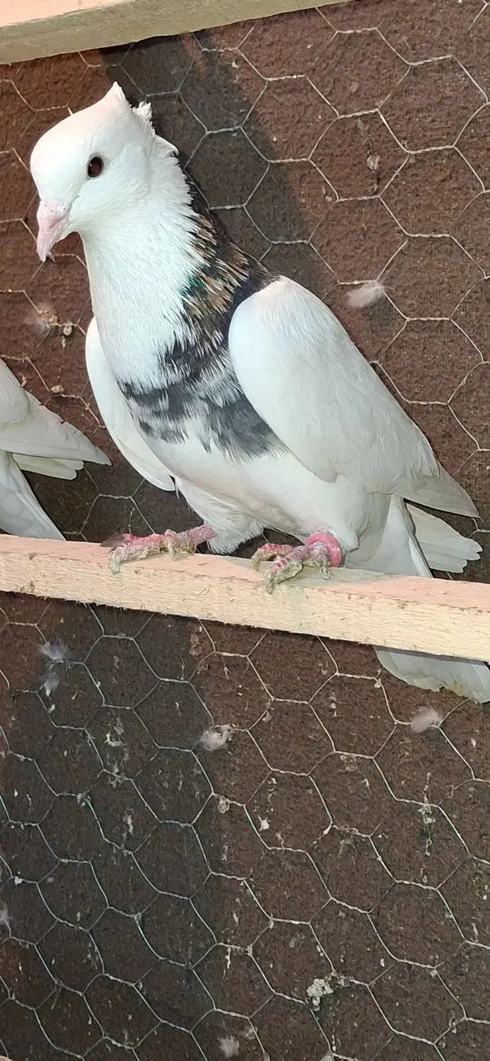 کبوتر غریب|پرنده|سنندج, |دیوار